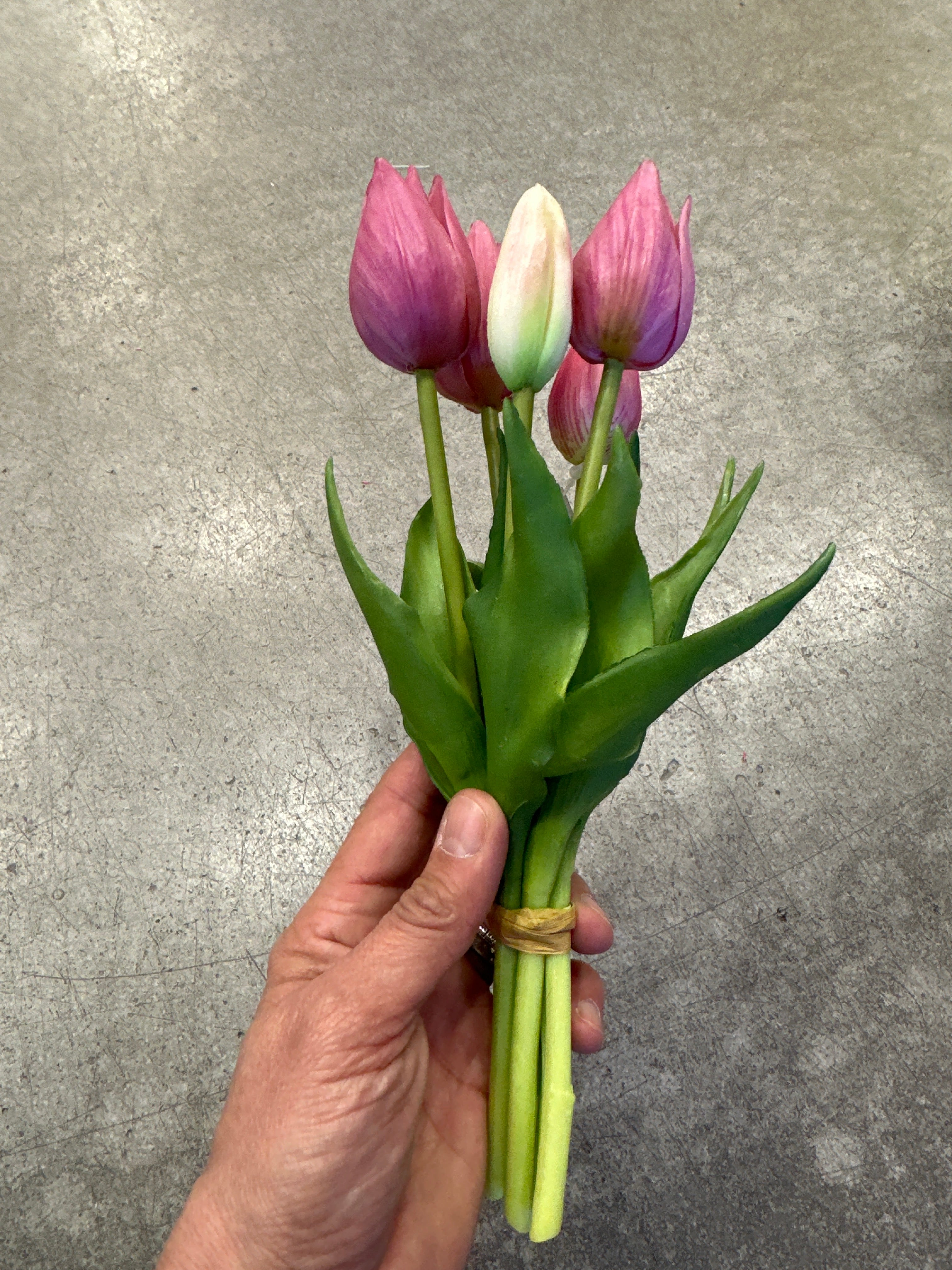 Tulpen